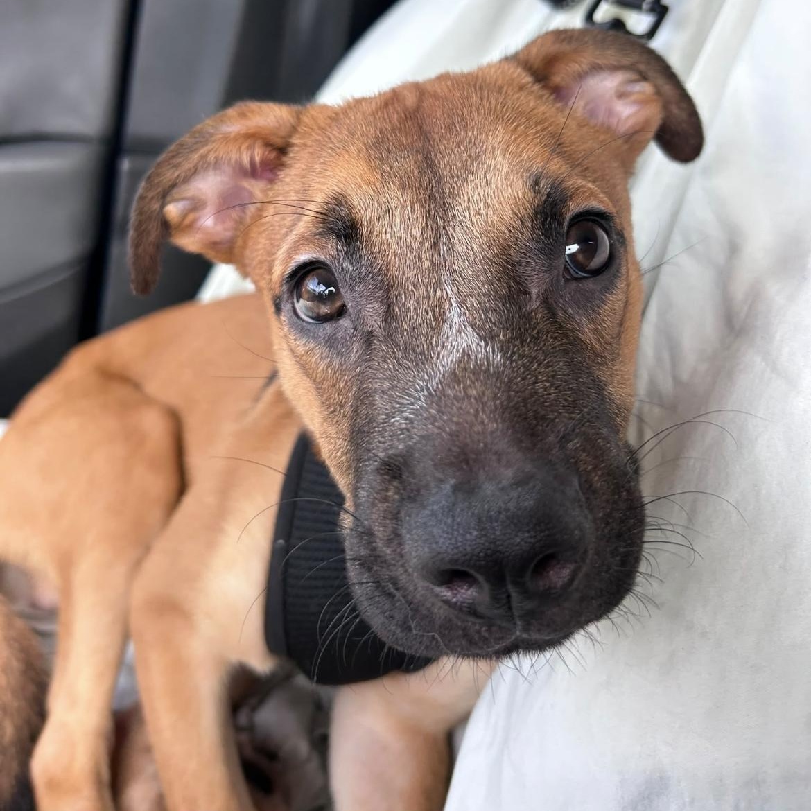 Frederick, a ADOPTABLE mixed breed in Loiza, PR image 1/2