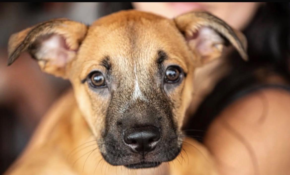 Enlarge Frederick, a ADOPTABLE mixed breed in Loiza, PR image 1/1