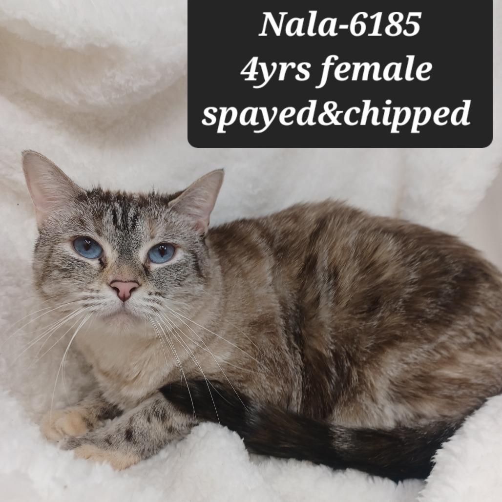 Nala, Adoptable, Adult Female Siamese.
