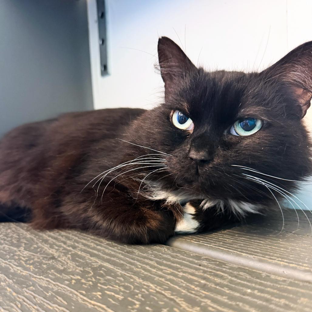Jackdaw, ADOPTABLE, Adult Male Domestic Long Hair.