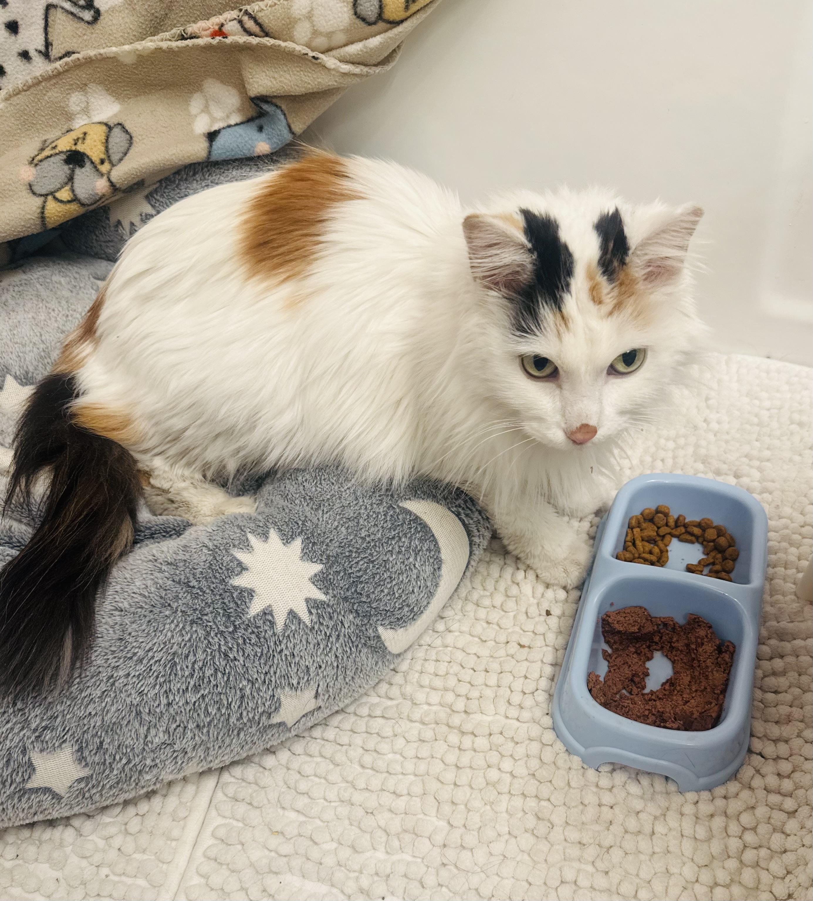 Cinder (Gahanna, OH), Adoptable, Adult Female Domestic Long Hair.