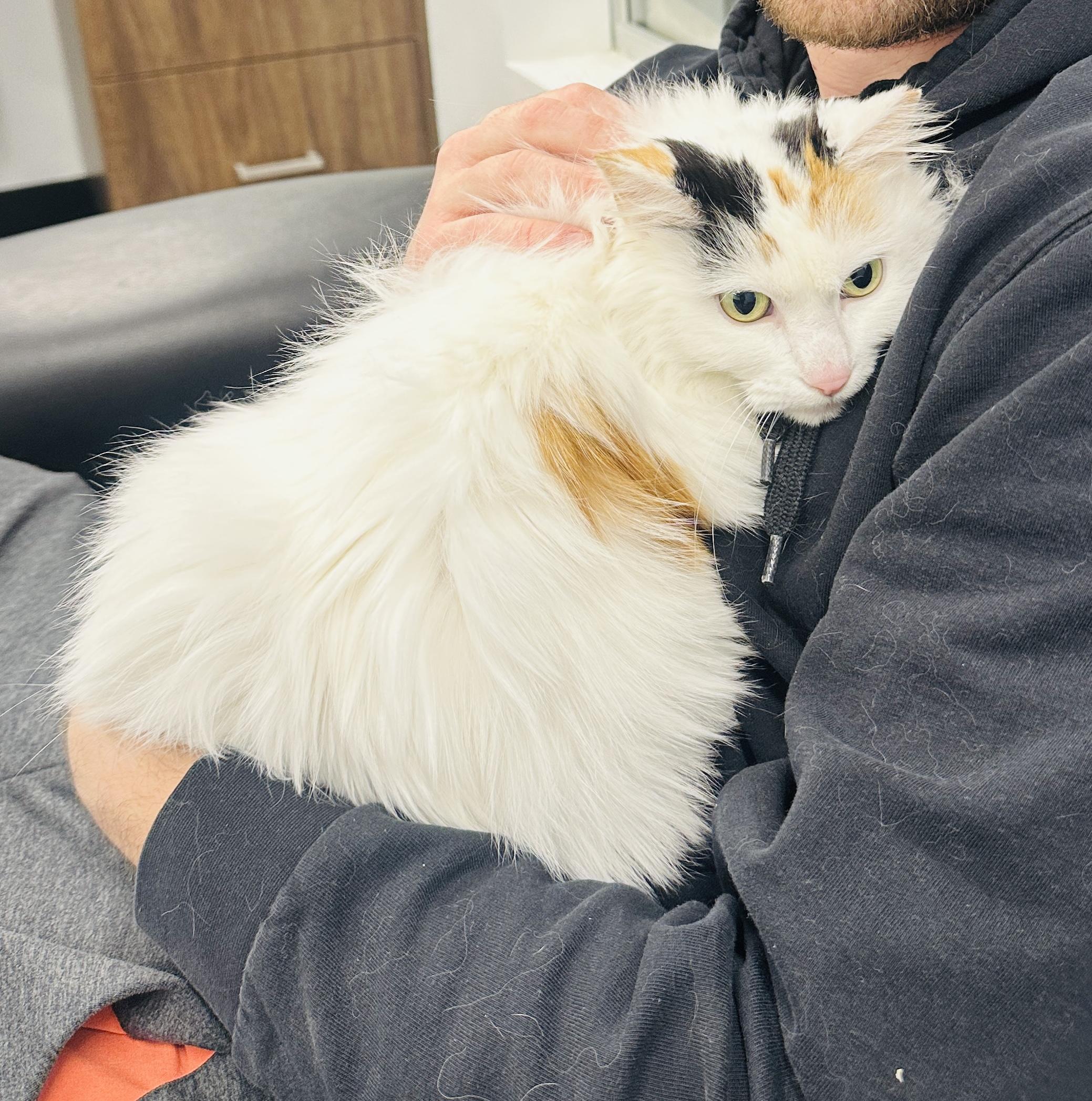 Enlarge Cinder (Gahanna, OH), a Adoptable Domestic Long Hair in Gahanna, OH image 3/3