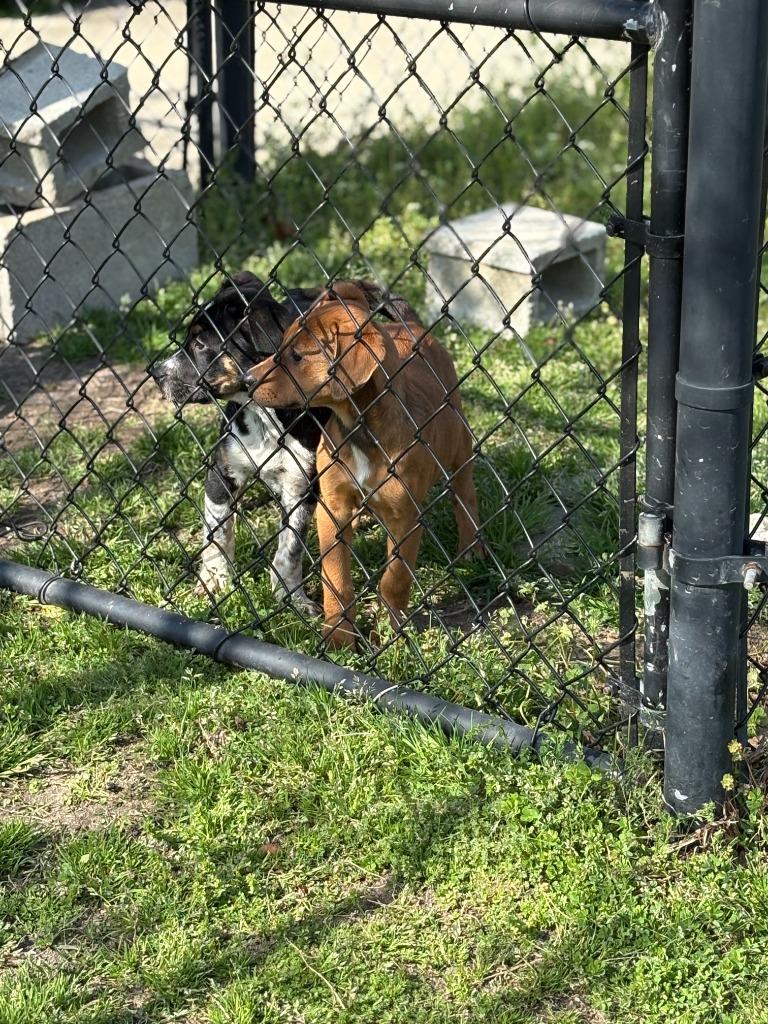 Sadie, Adoptable, Puppy Female Mixed Breed.