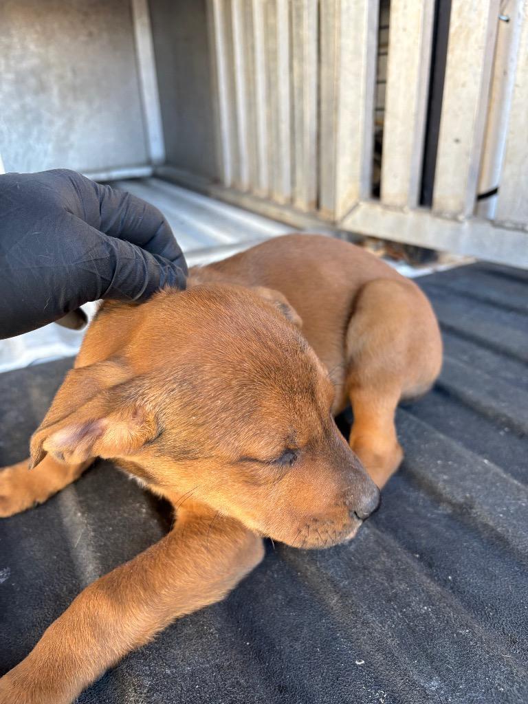 Sadie, Adoptable, Puppy Female Mixed Breed.