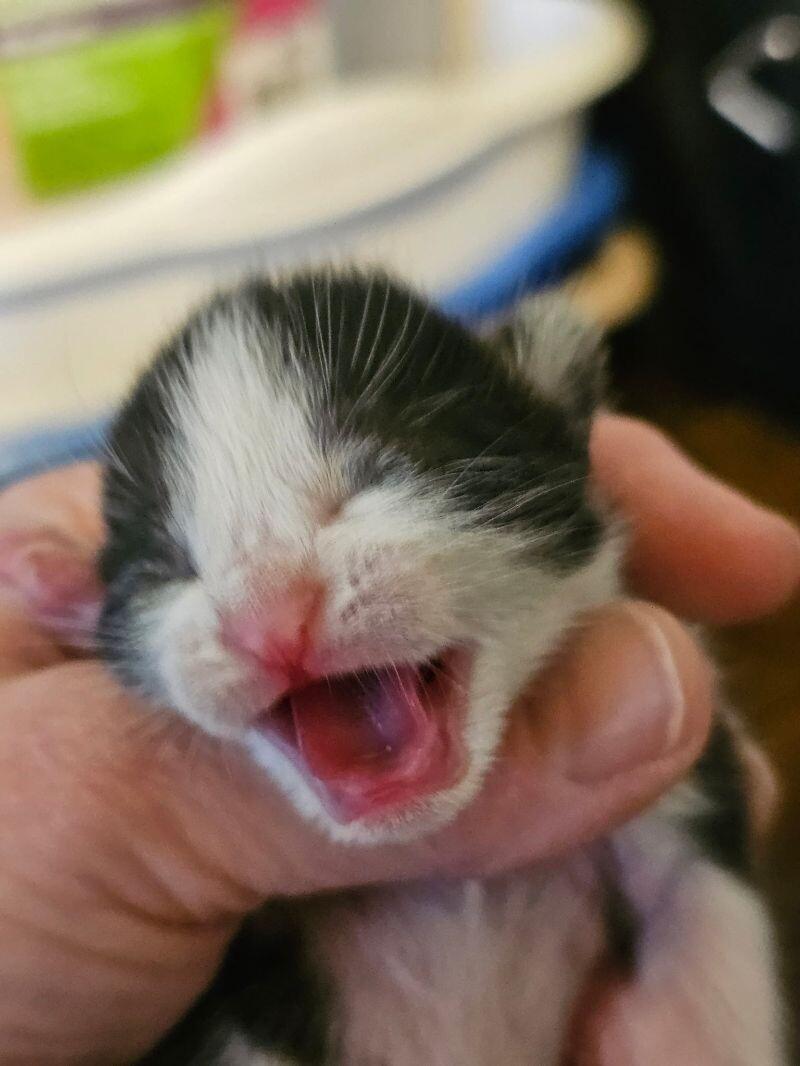 Vicious, a Adoptable Domestic Short Hair in Kennewick, WA image 1/4