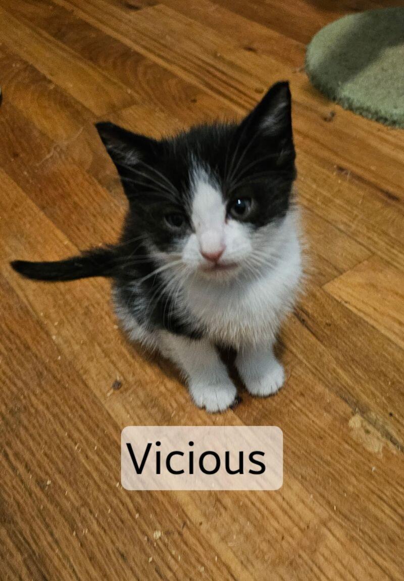 Vicious, a Adoptable Domestic Short Hair in Kennewick, WA image 2/4