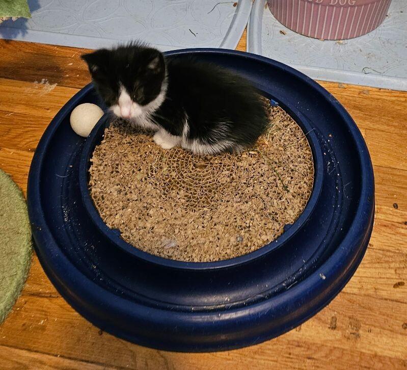 Vicious, a Adoptable Domestic Short Hair in Kennewick, WA image 3/4