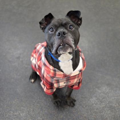 Angus, Adoptable, Senior Male Boxer & Labrador Retriever.