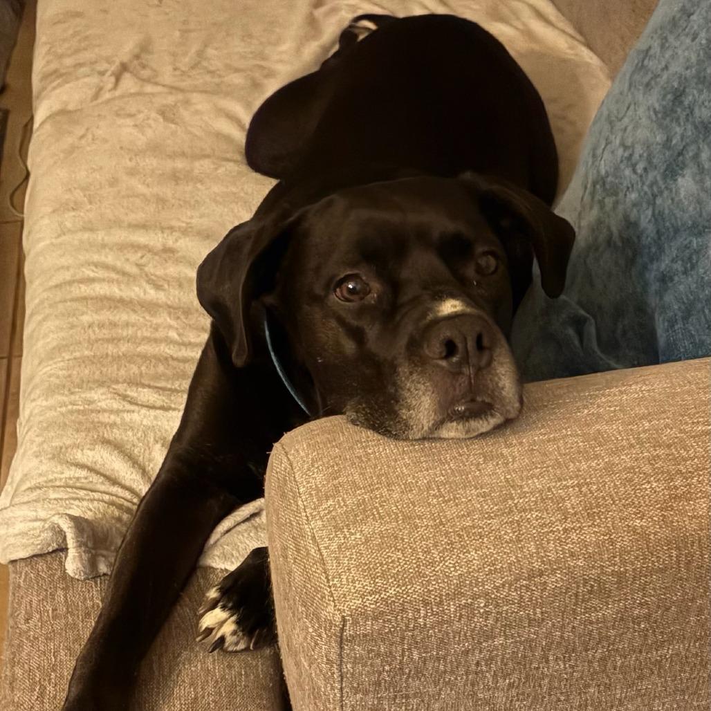 Josie, Adoptable, Adult Female Boxer & Black Labrador Retriever.
