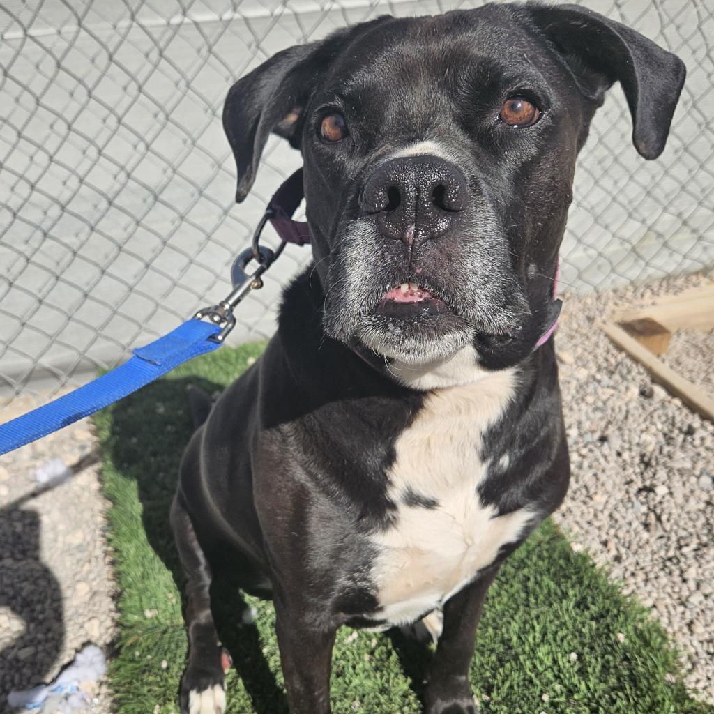 Josie, Adoptable, Adult Female Boxer & Black Labrador Retriever.