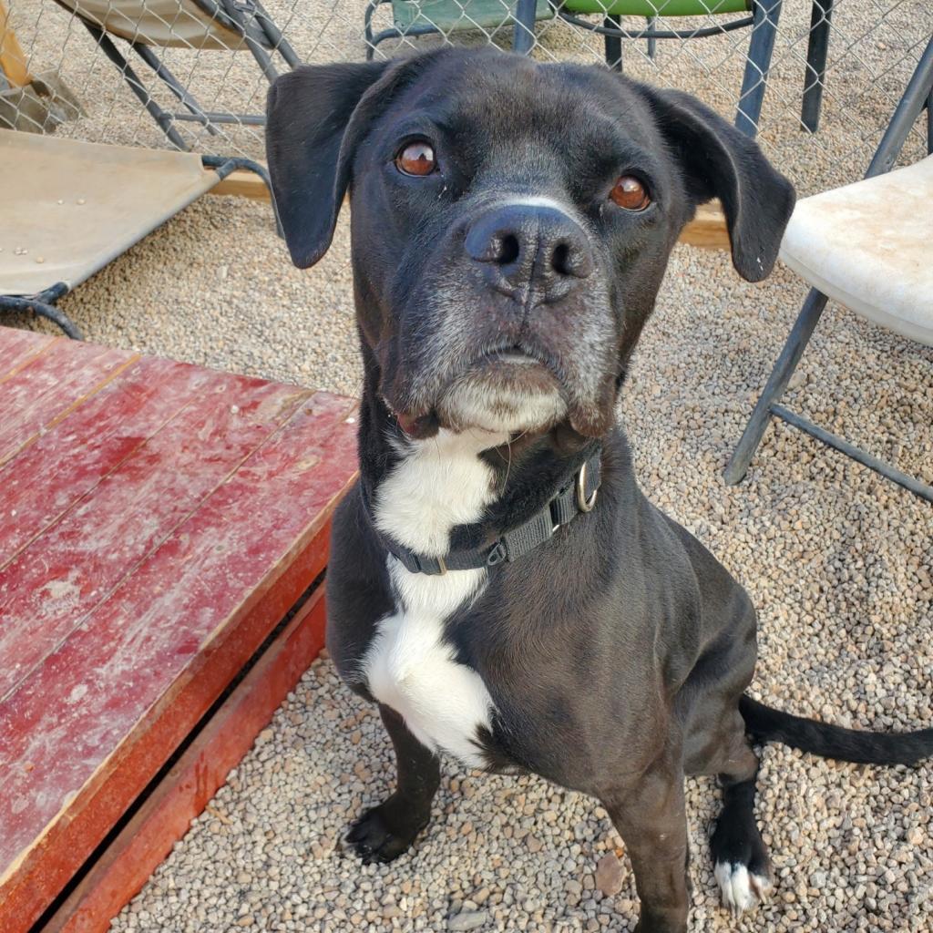 Josie, a Adoptable mixed breed in Las Vegas, NV image 3/6