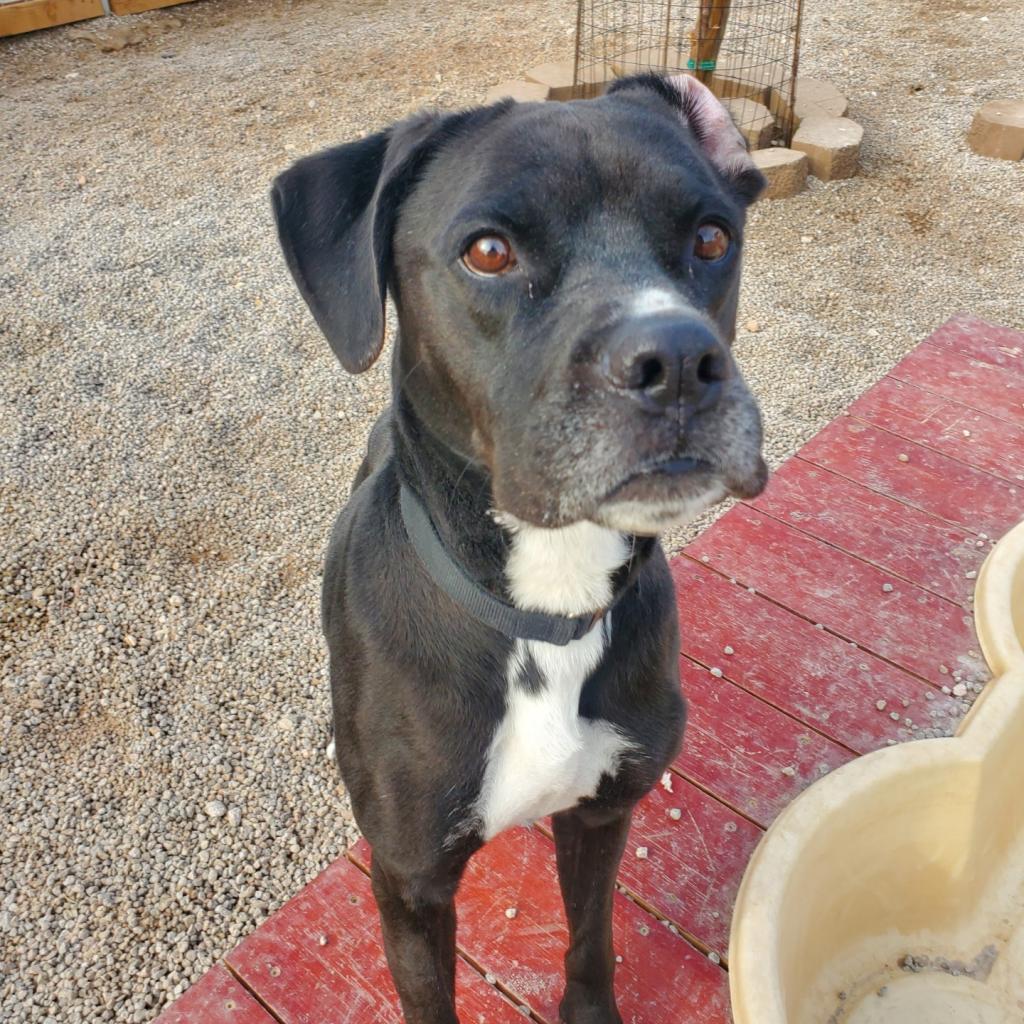 Josie, a Adoptable mixed breed in Las Vegas, NV image 4/6