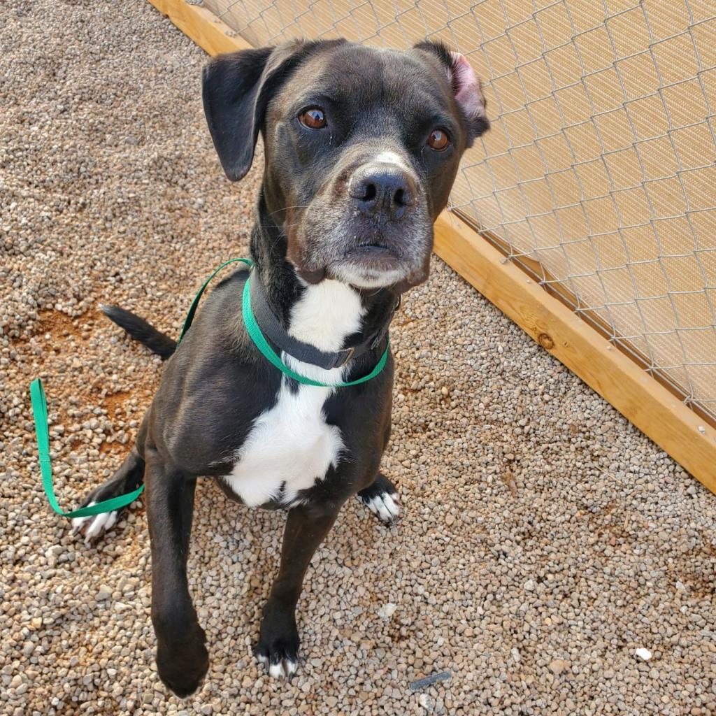 Josie, a Adoptable mixed breed in Las Vegas, NV image 6/6