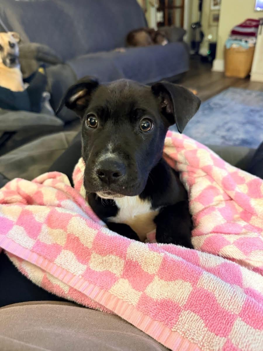 Bowser, ADOPTABLE, Puppy Male Black Labrador Retriever.