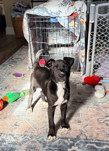 Bowser, a ADOPTABLE mixed breed in Griswold, CT image 3/3