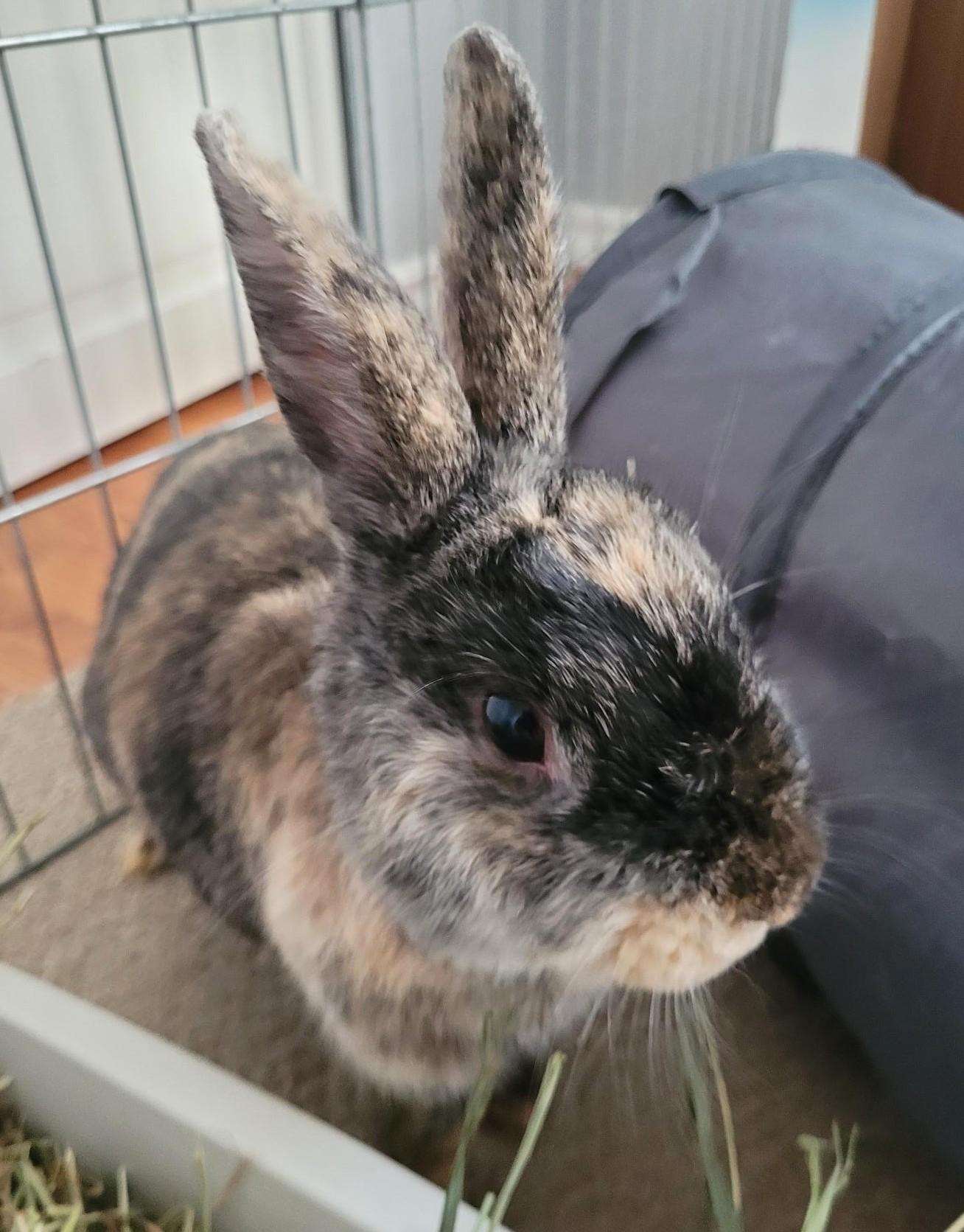 Kono, a ADOPTABLE mixed breed in Saanichton, BC image 2/3