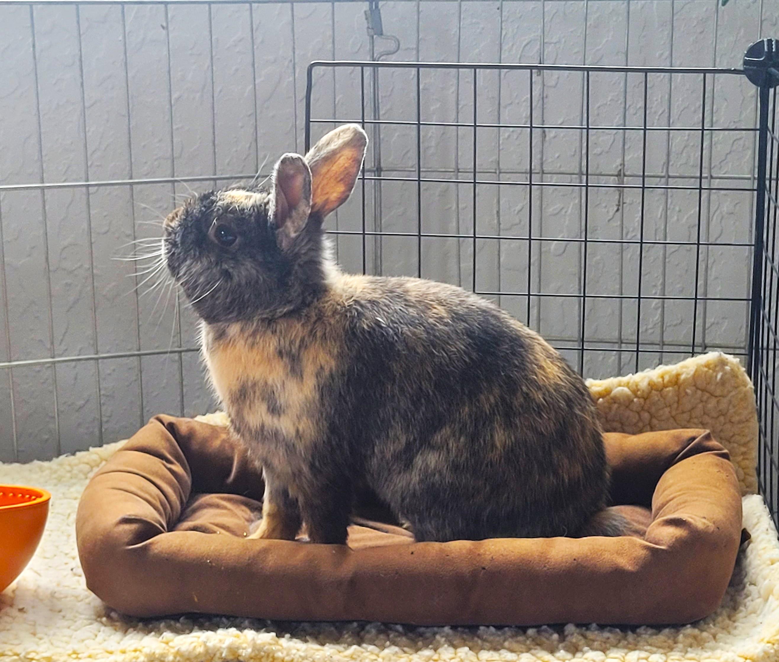 Kono, a ADOPTABLE mixed breed in Saanichton, BC image 1/3