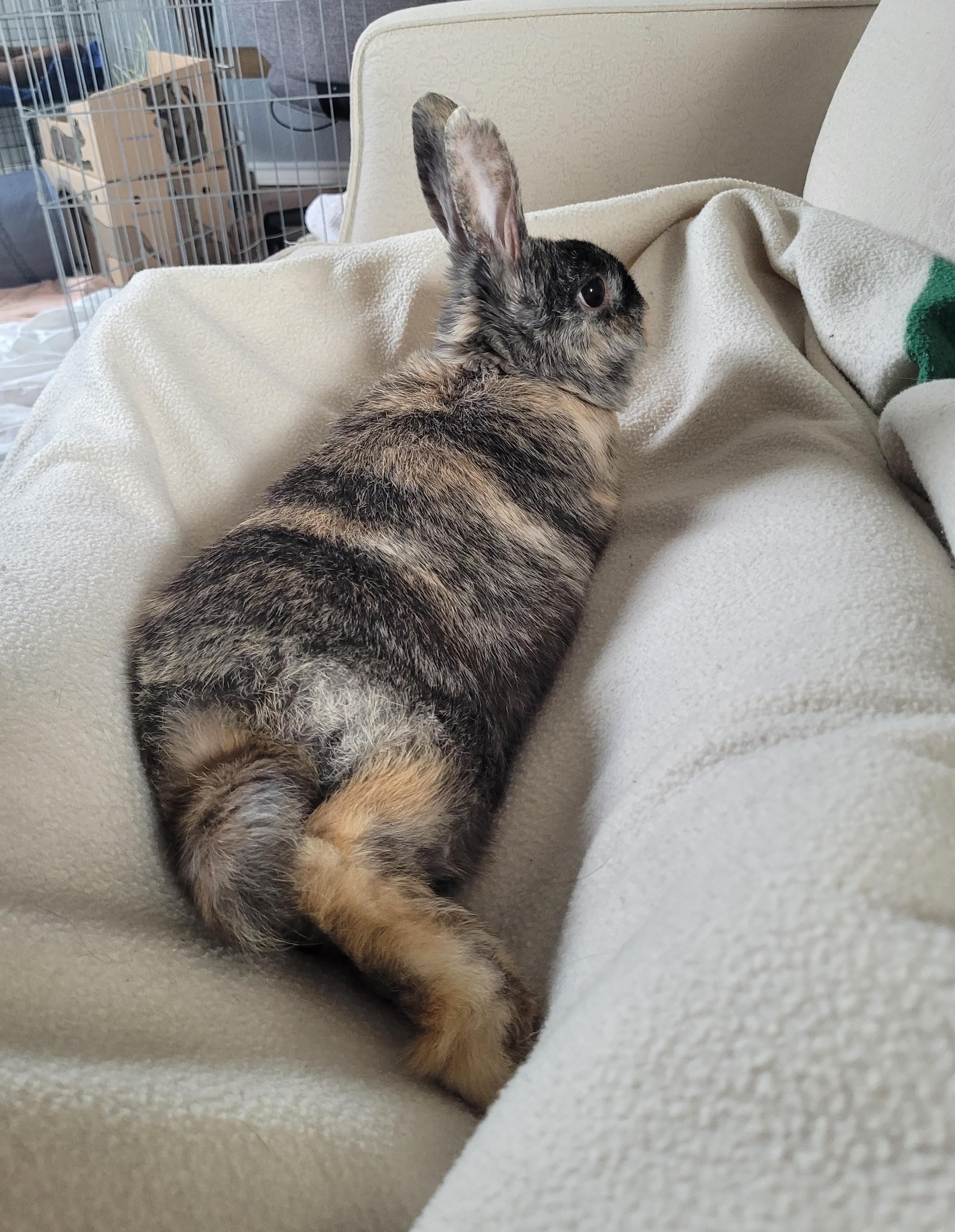 Kono, a ADOPTABLE mixed breed in Saanichton, BC image 3/3