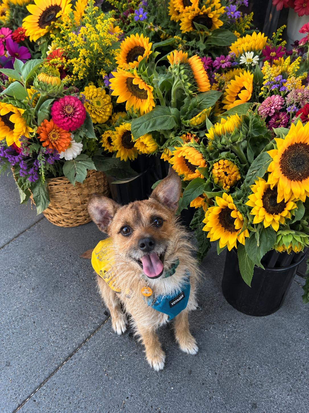 Enlarge Emmet, a Adoptable mixed breed in Oakland, CA image 5/5