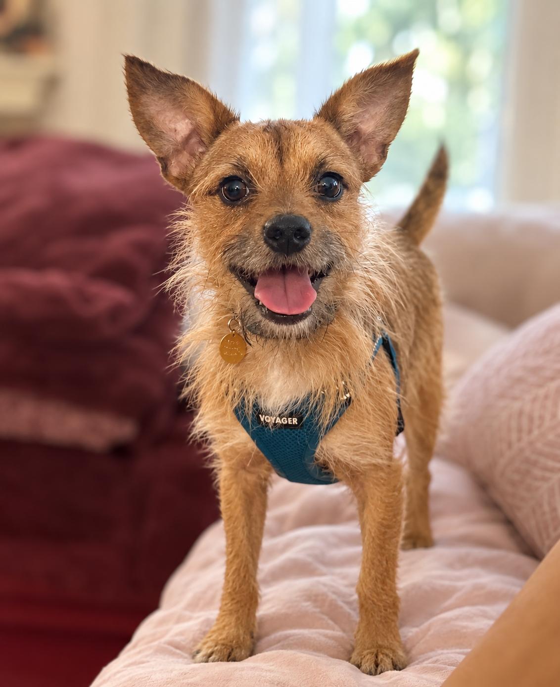 Enlarge Emmet, a Adoptable mixed breed in Oakland, CA image 2/5