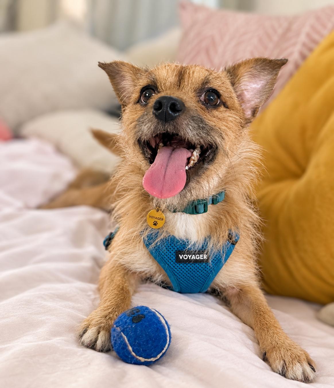 Enlarge Emmet, a Adoptable mixed breed in Oakland, CA image 3/5
