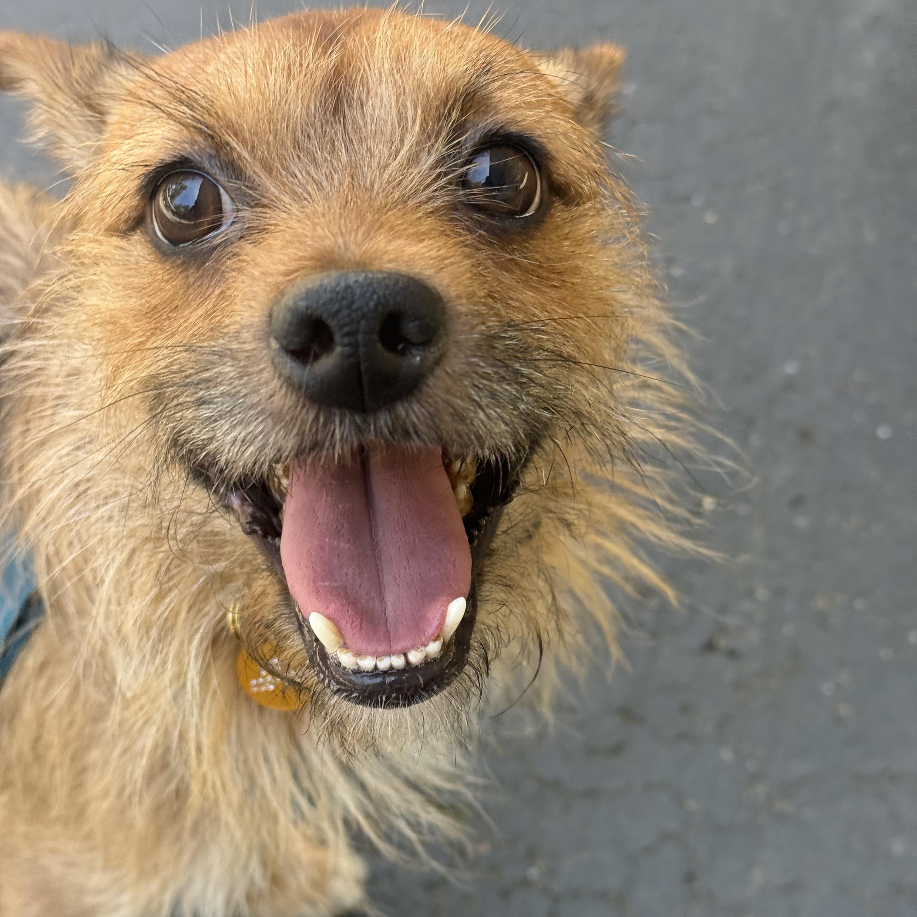 Emmet, Adoptable, Adult Male Cairn Terrier.