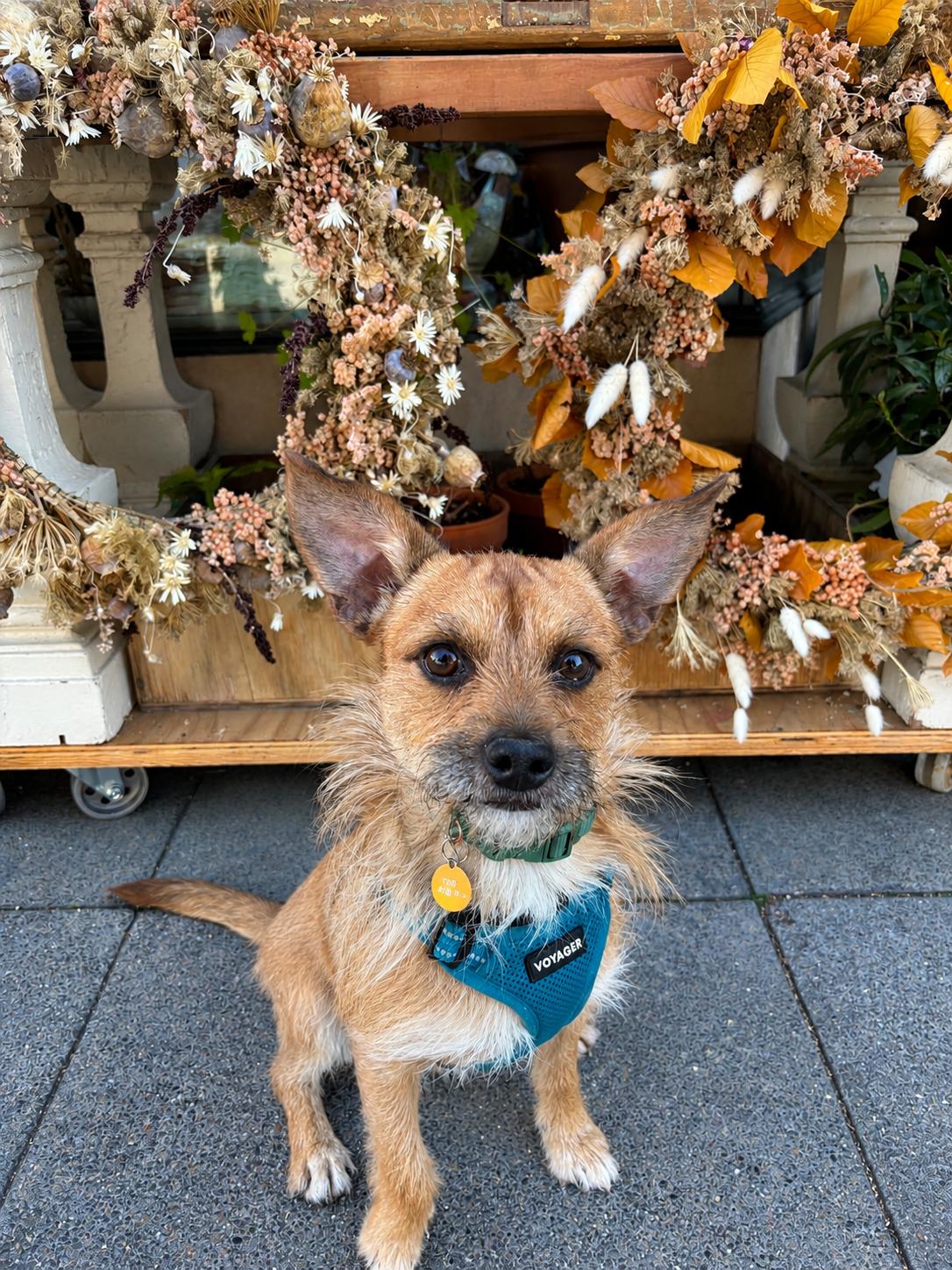 Enlarge Emmet, a Adoptable mixed breed in Oakland, CA image 4/5