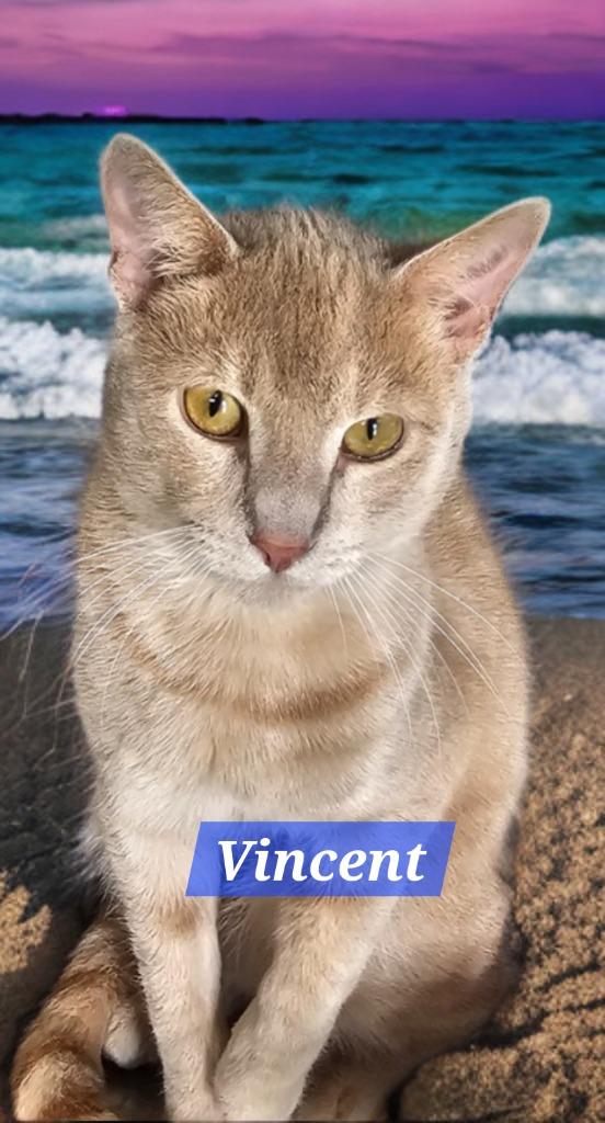 Enlarge Vincent, a Adoptable mixed breed in Jim Thorpe, PA image 1/2