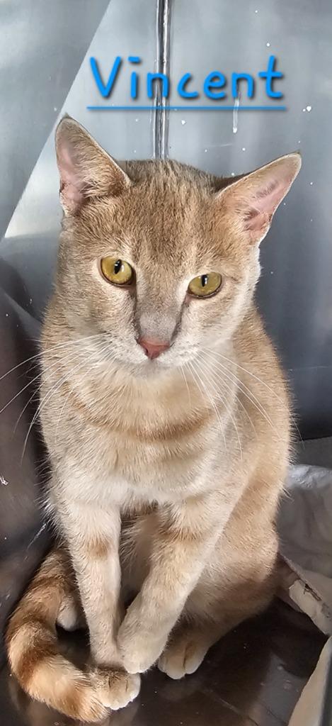 Enlarge Vincent, a Adoptable mixed breed in Jim Thorpe, PA image 2/2
