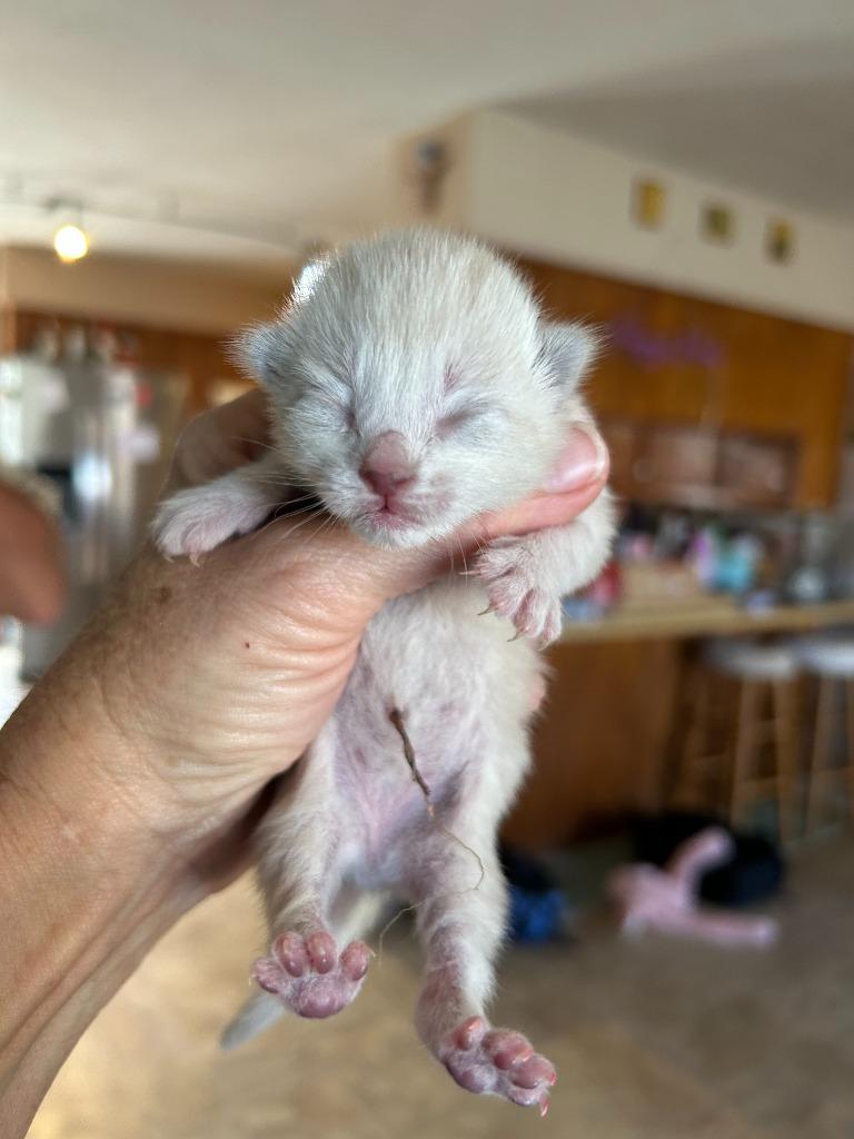 Enlarge Mia(Roxie), a Adoptable mixed breed in Brownwood, TX image 1/2