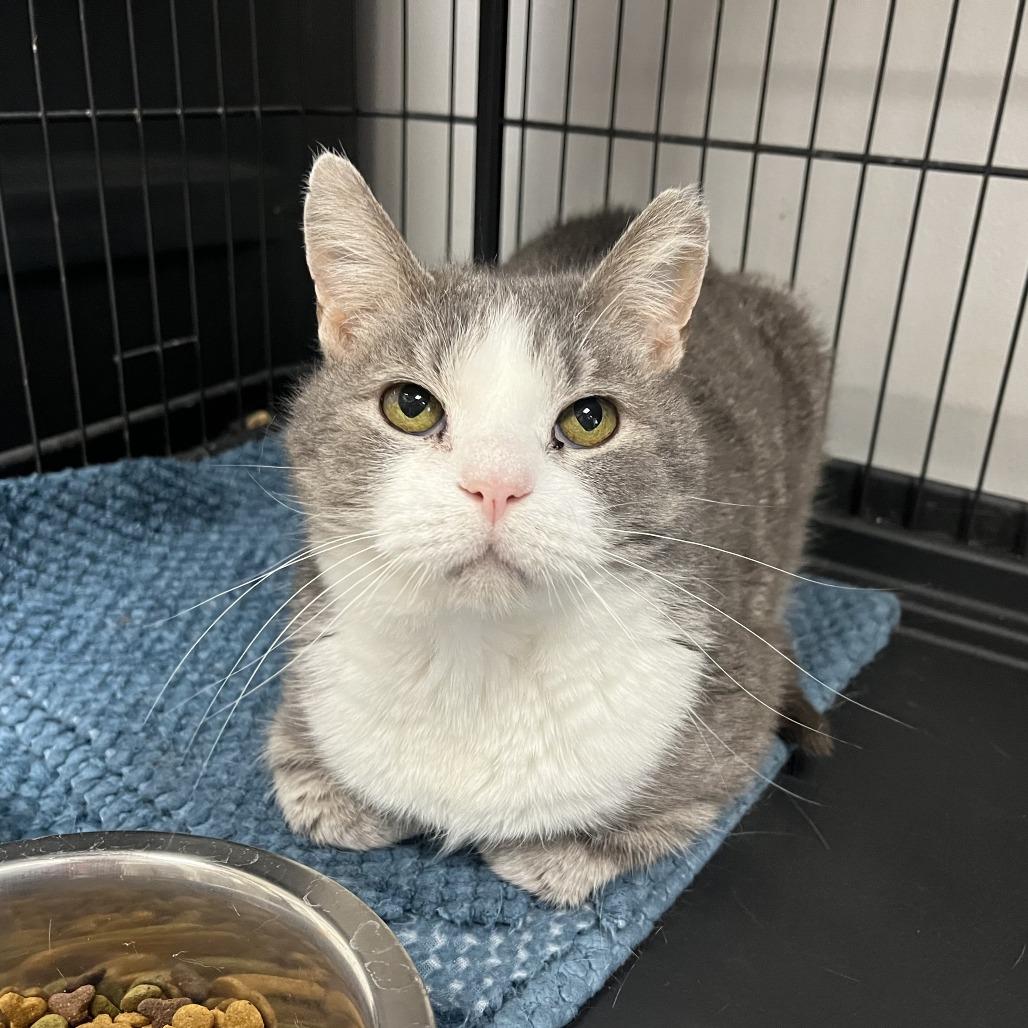 Gus, Adoptable, Senior Male Domestic Short Hair & Domestic Short Hair.