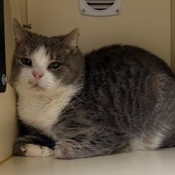 Enlarge Gus, a Adoptable mixed breed in La Grange, KY image 1/2