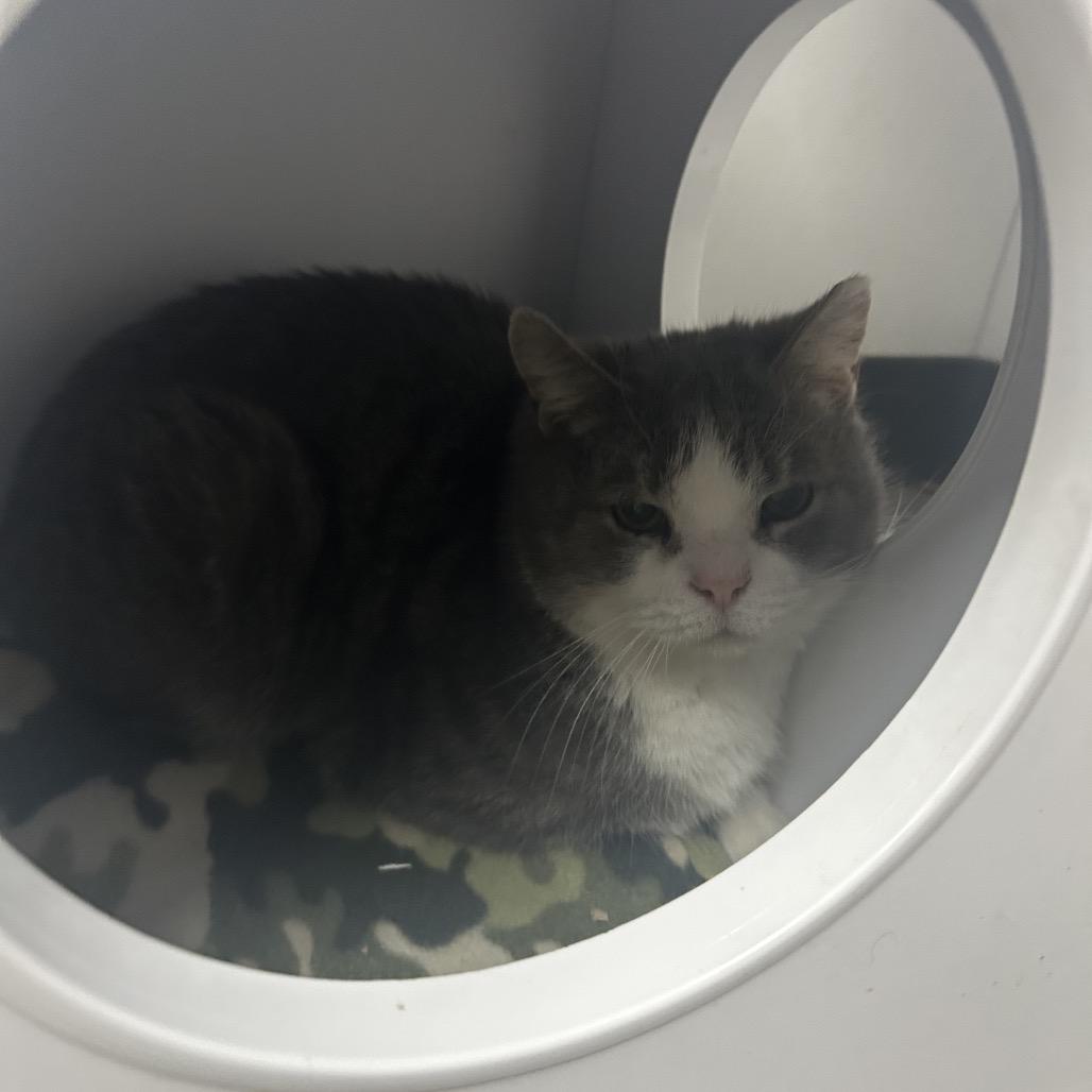 Enlarge Gus, a Adoptable mixed breed in La Grange, KY image 2/2