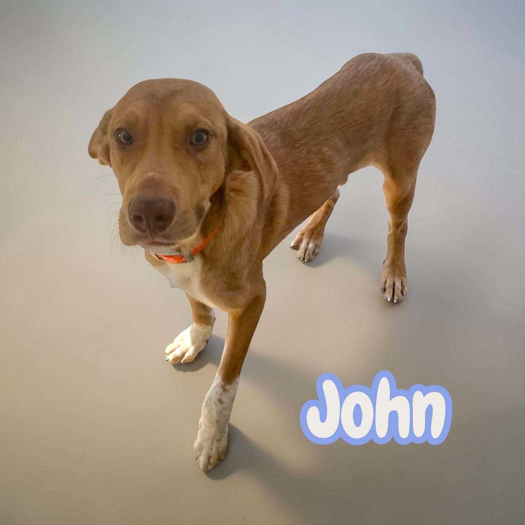 Enlarge John - sweet, curious, doofy - dog friendly, a Adopted mixed breed in Hagerstown, MD image 1/3