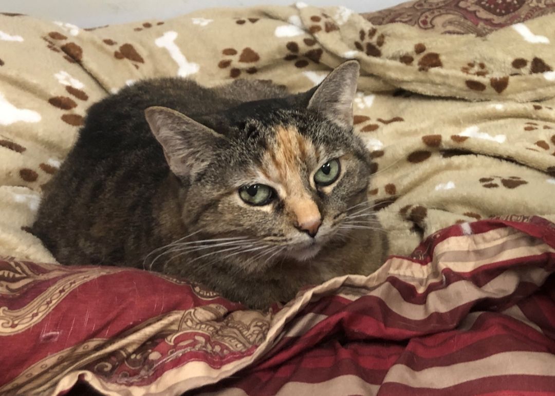 Willow photo 4
