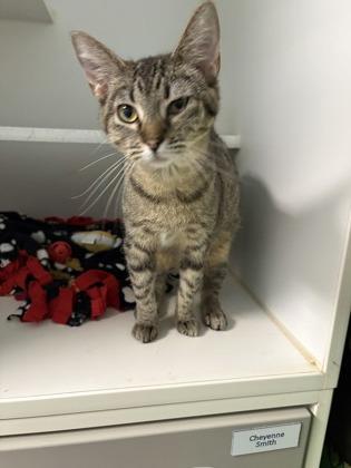 Enlarge Billie, a Adoptable mixed breed in Beatrice, NE image 1/1