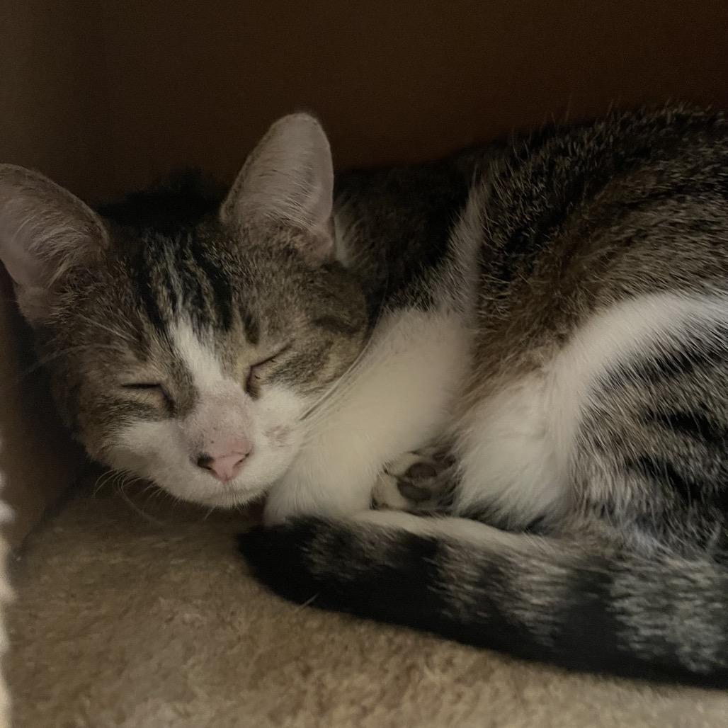 Enlarge Rhett, a Adoptable Domestic Short Hair in Saint Charles, MO image 1/6