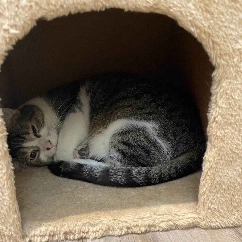 Enlarge Rhett, a Adoptable Domestic Short Hair in Saint Charles, MO image 2/6