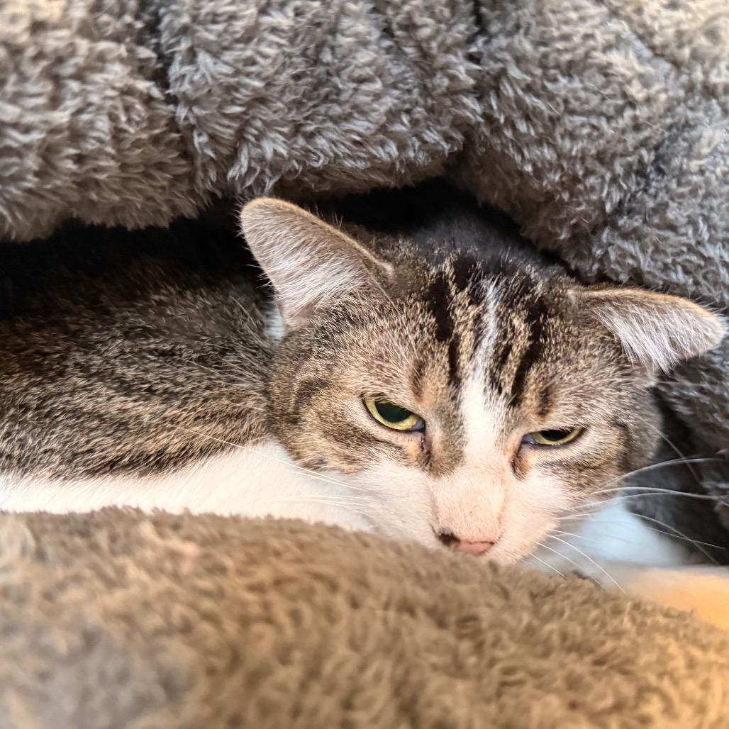 Enlarge Rhett, a Adoptable Domestic Short Hair in Saint Charles, MO image 3/6