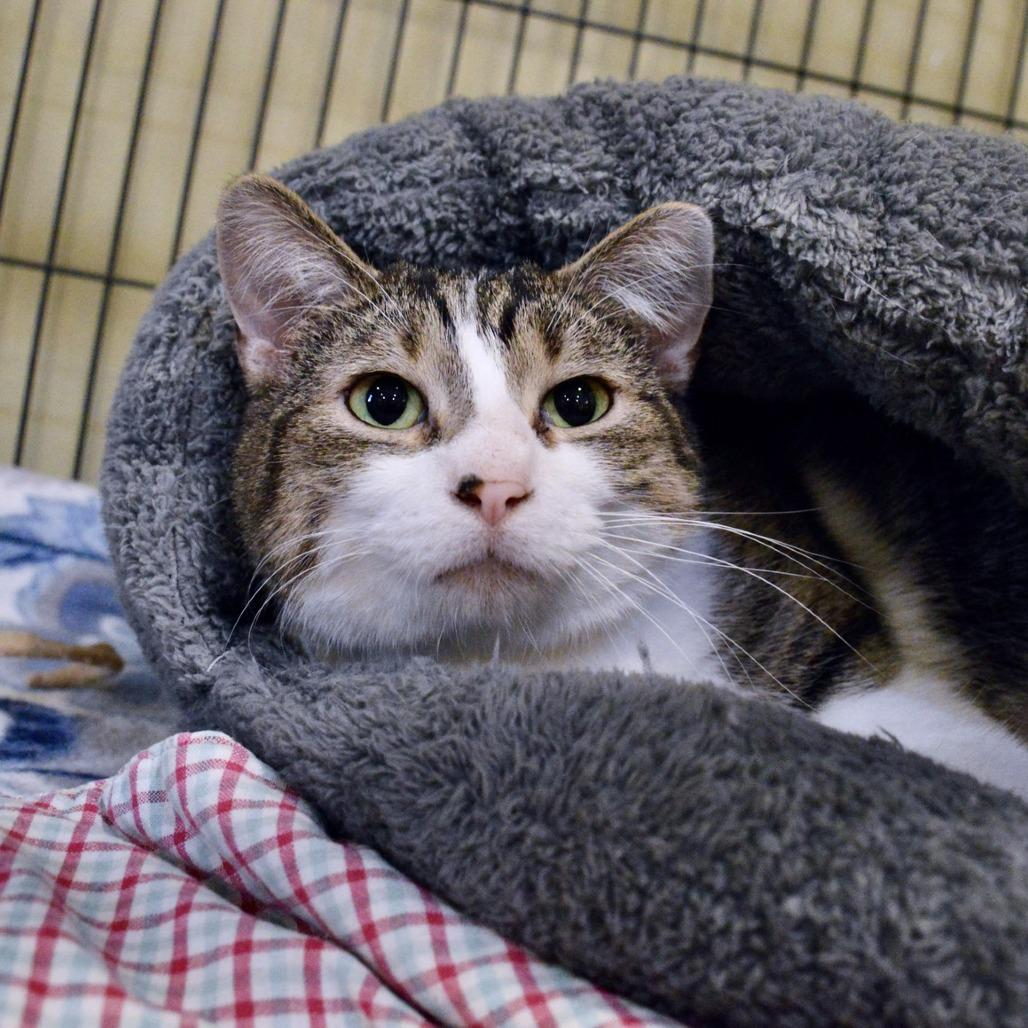 Enlarge Rhett, a Adoptable Domestic Short Hair in Saint Charles, MO image 4/6