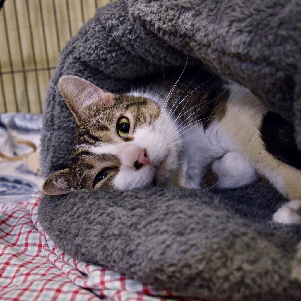 Enlarge Rhett, a Adoptable Domestic Short Hair in Saint Charles, MO image 5/6