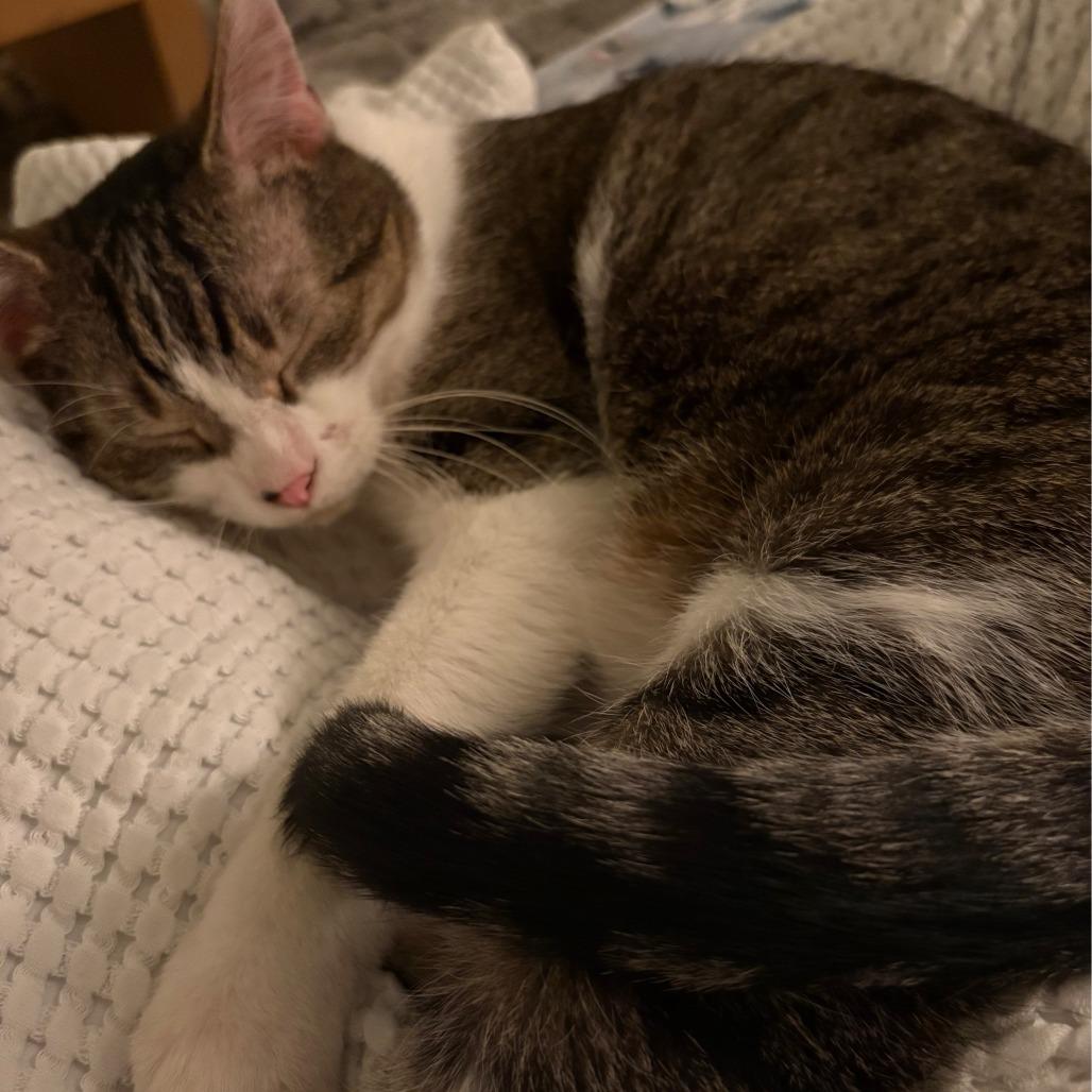 Enlarge Rhett, a Adoptable Domestic Short Hair in Saint Charles, MO image 6/6