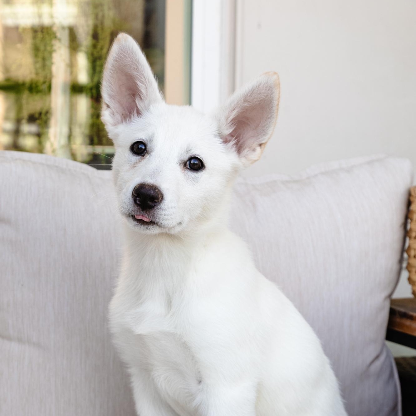 Enlarge Agatha, a ADOPTABLE mixed breed in Fort Collins, CO image 1/5