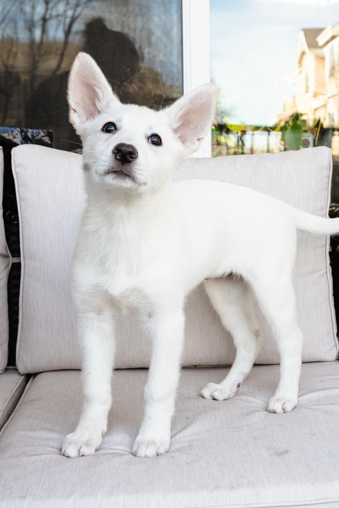 Enlarge Agatha, a ADOPTABLE mixed breed in Fort Collins, CO image 2/5