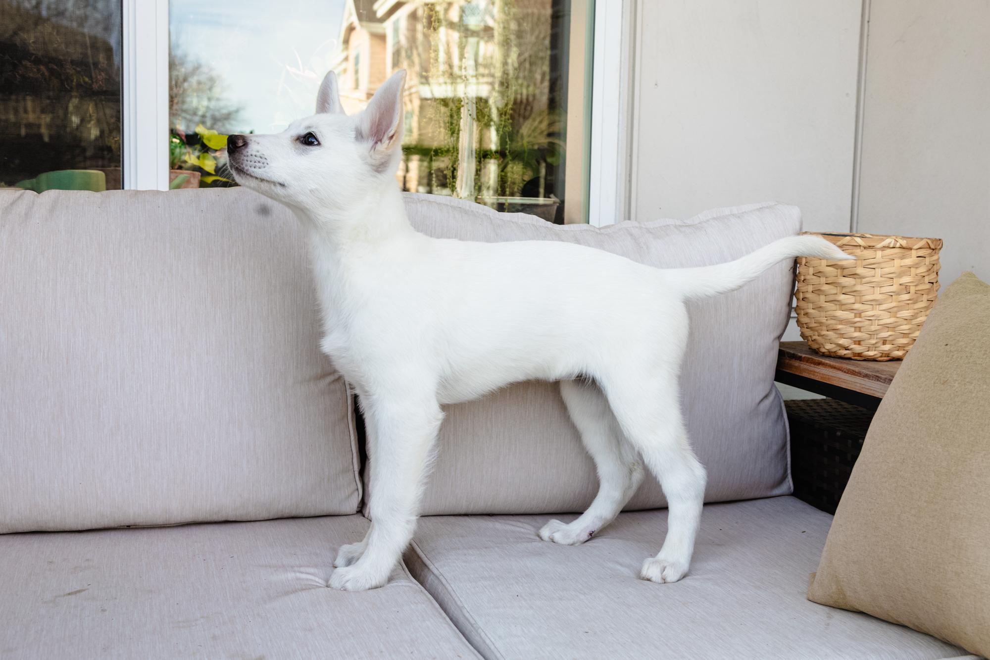 Enlarge Agatha, a ADOPTABLE mixed breed in Fort Collins, CO image 5/5