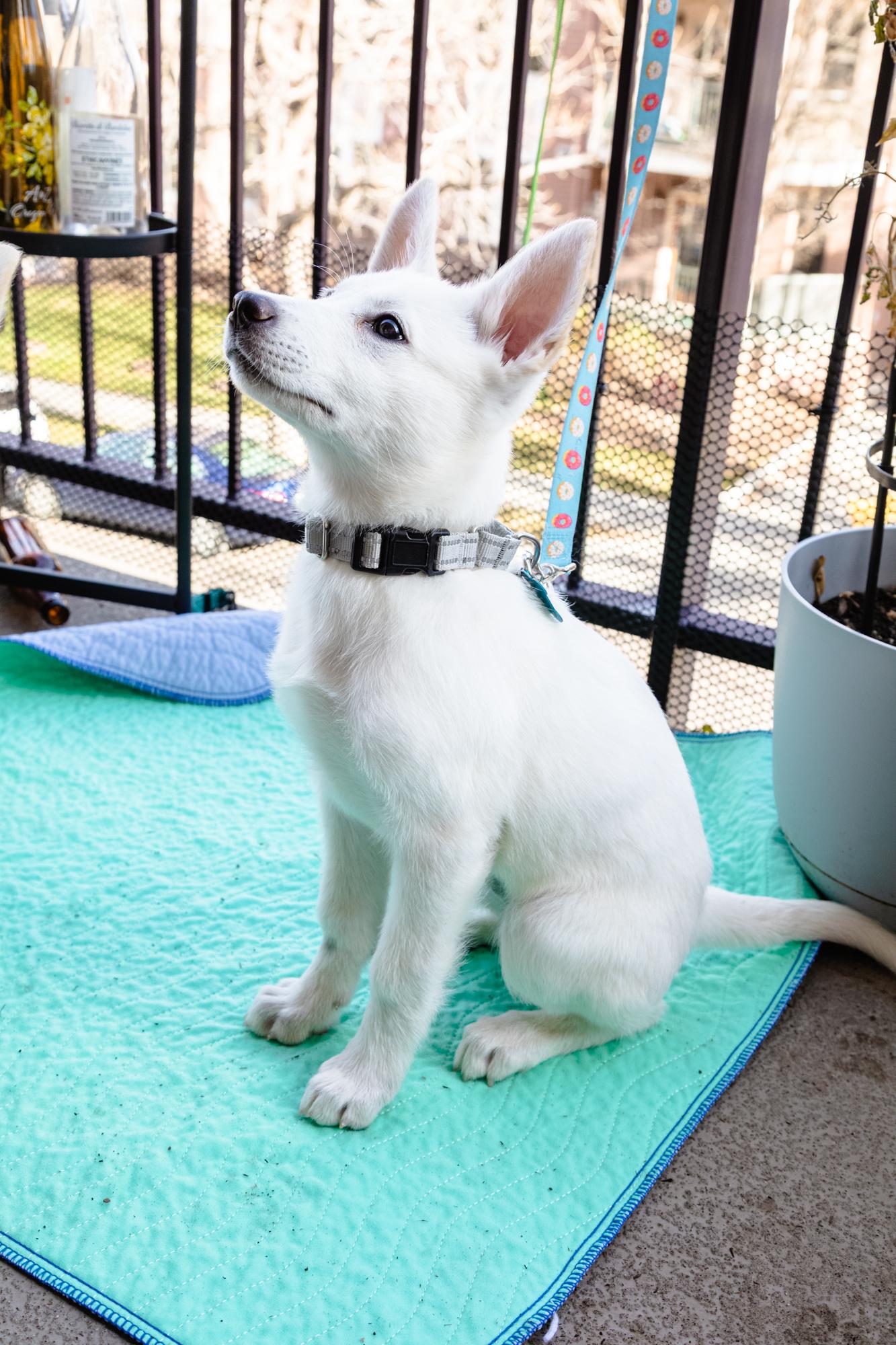 Enlarge Agatha, a ADOPTABLE mixed breed in Fort Collins, CO image 3/5