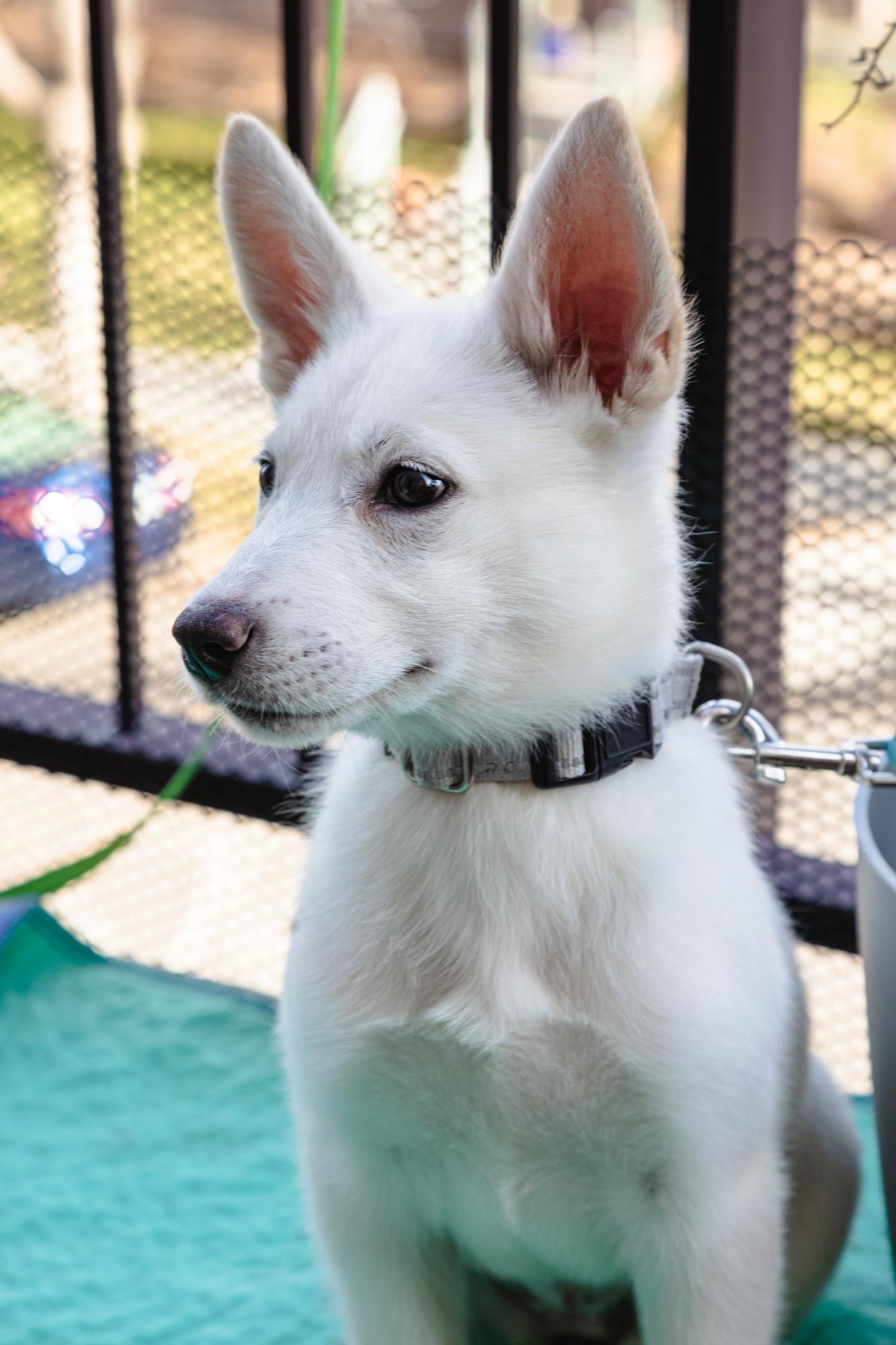 Enlarge Agatha, a ADOPTABLE mixed breed in Fort Collins, CO image 4/5