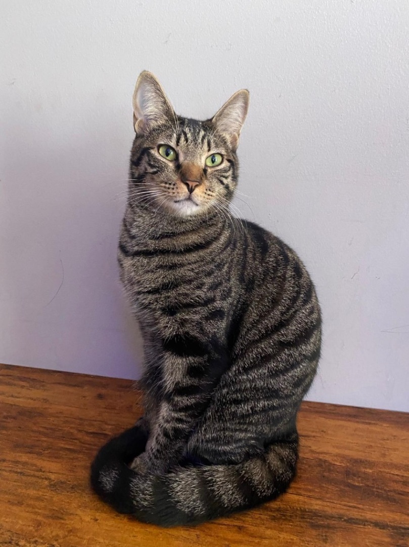 Epponnee Rae, Adoptable, Adult Female Tabby.