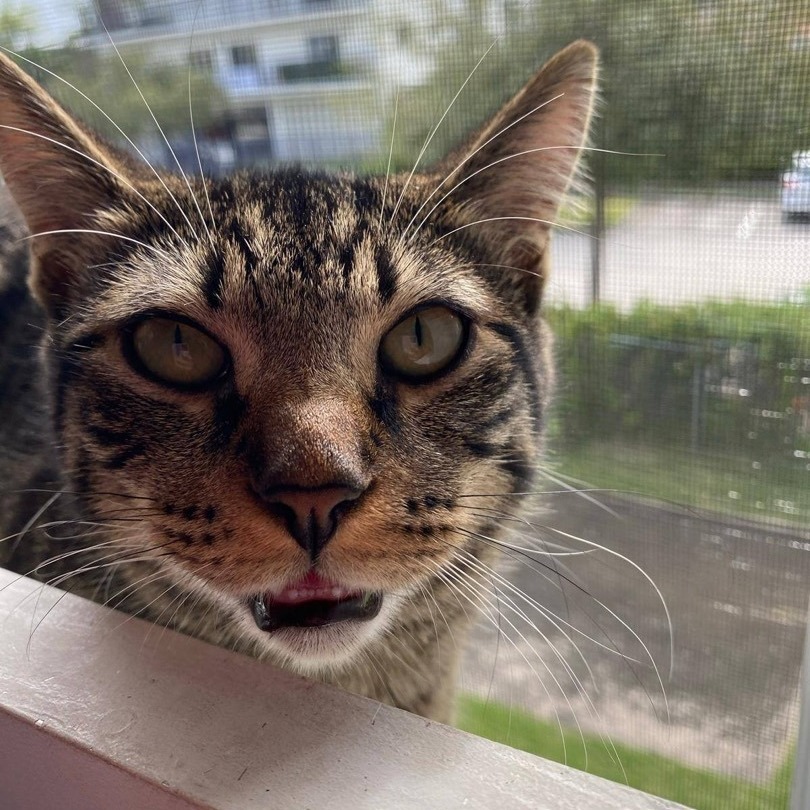 Epponnee Rae, a Adoptable mixed breed in Fort Myers, FL image 2/4