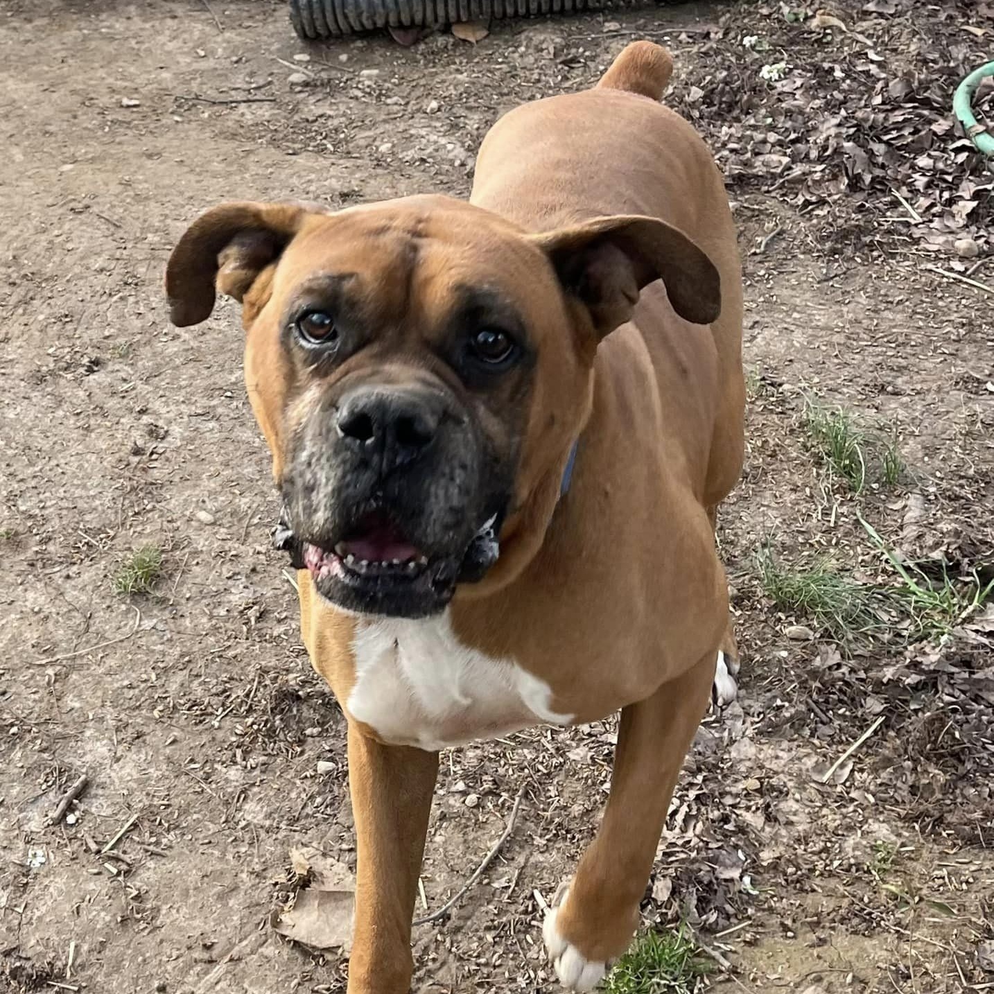 Hank, Adoptable, Senior Male Boxer.